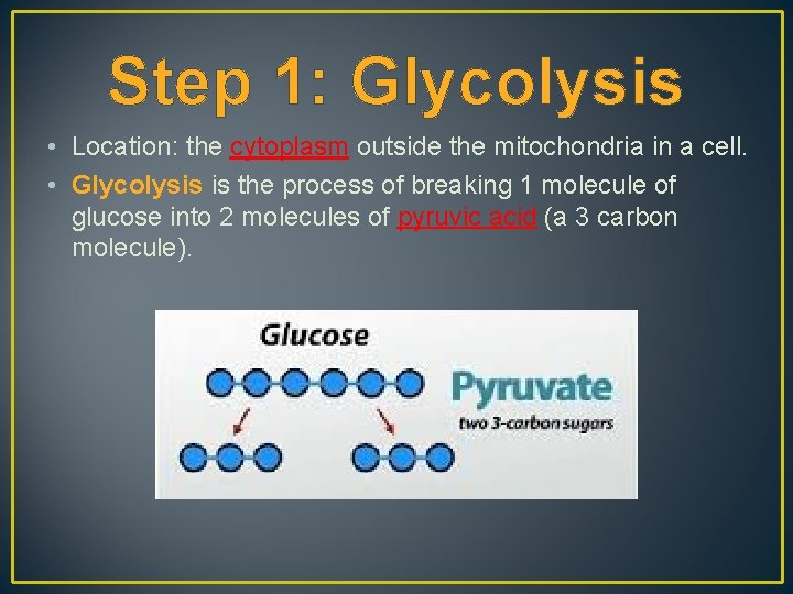 Step 1: Glycolysis • Location: the cytoplasm outside the mitochondria in a cell. •