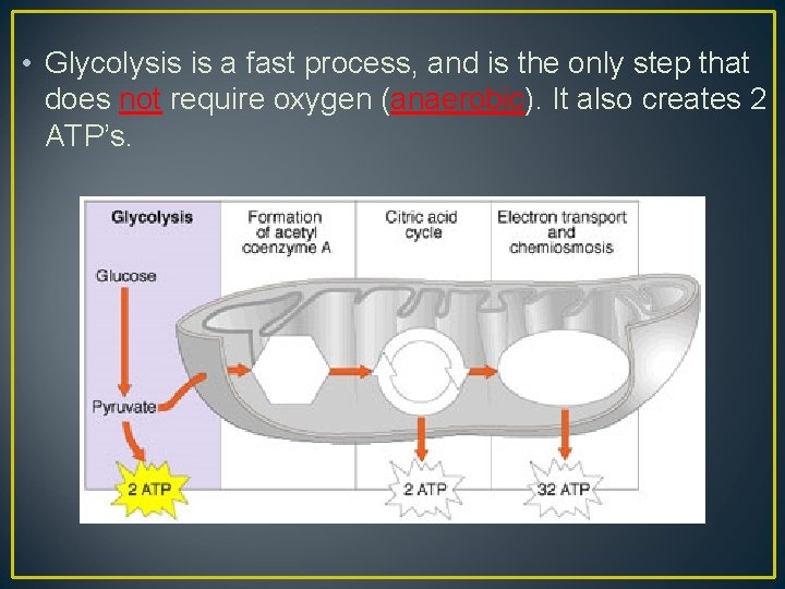  • Glycolysis is a fast process, and is the only step that does