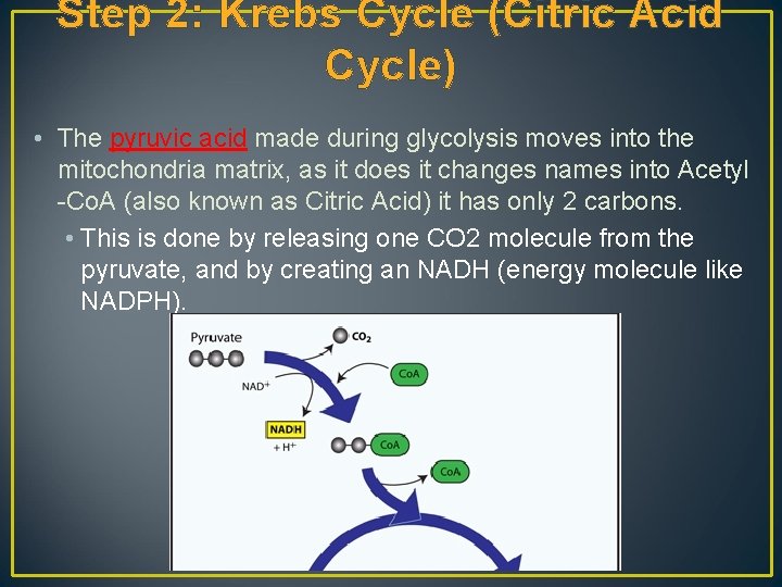 Step 2: Krebs Cycle (Citric Acid Cycle) • The pyruvic acid made during glycolysis