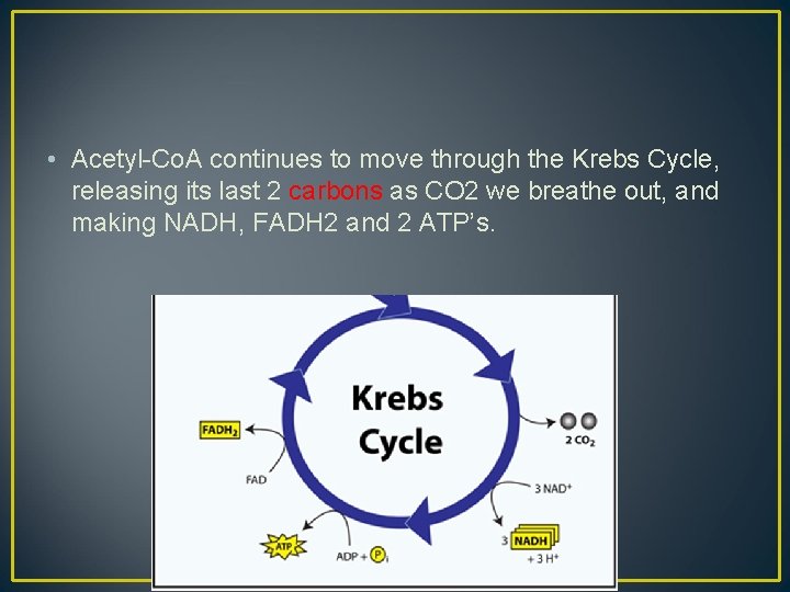  • Acetyl-Co. A continues to move through the Krebs Cycle, releasing its last
