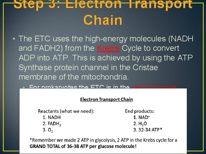 Step 3: Electron Transport Chain • The ETC uses the high-energy molecules (NADH and