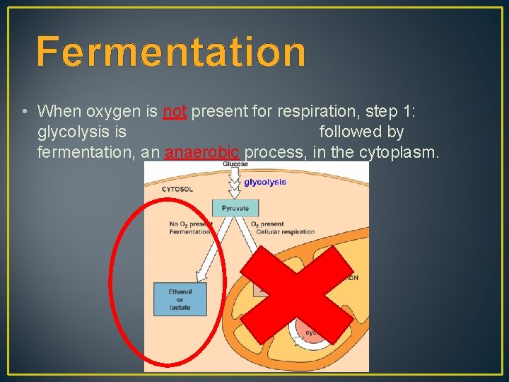 Fermentation • When oxygen is not present for respiration, step 1: glycolysis is followed