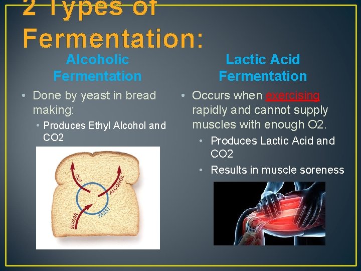 2 Types of Fermentation: Alcoholic Fermentation • Done by yeast in bread making: •