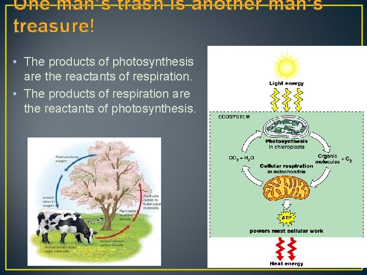 One man’s trash is another man’s treasure! • The products of photosynthesis are the