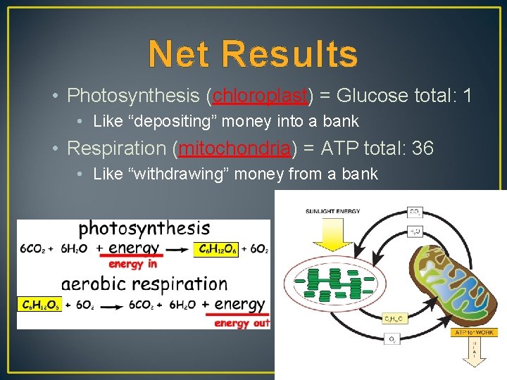 Net Results • Photosynthesis (chloroplast) = Glucose total: 1 • Like “depositing” money into