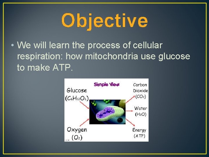 Objective • We will learn the process of cellular respiration: how mitochondria use glucose