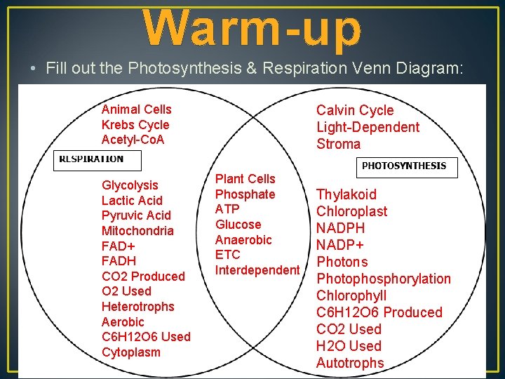 Warm-up • Fill out the Photosynthesis & Respiration Venn Diagram: Animal Cells Krebs Cycle