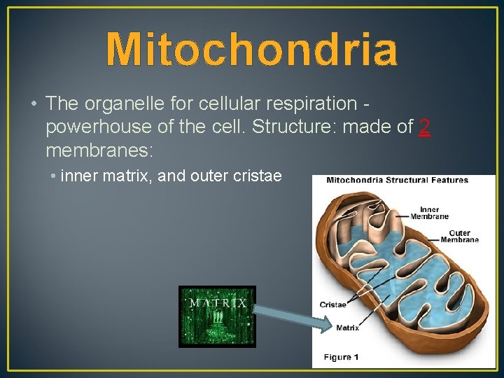 Mitochondria • The organelle for cellular respiration powerhouse of the cell. Structure: made of