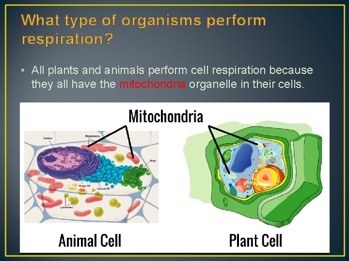 What type of organisms perform respiration? • All plants and animals perform cell respiration