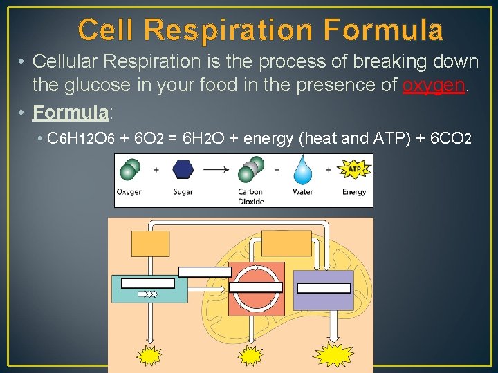 Cell Respiration Formula • Cellular Respiration is the process of breaking down the glucose