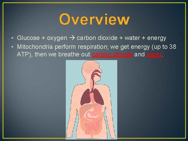 Overview • Glucose + oxygen carbon dioxide + water + energy • Mitochondria perform