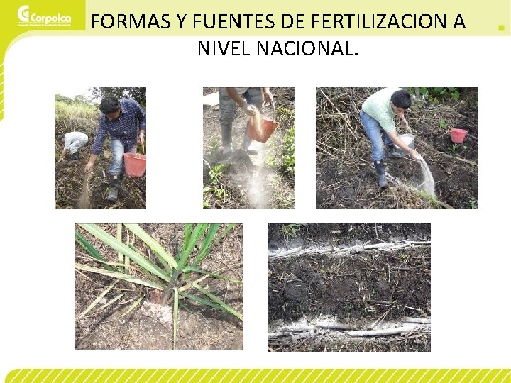 FORMAS Y FUENTES DE FERTILIZACION A NIVEL NACIONAL. 