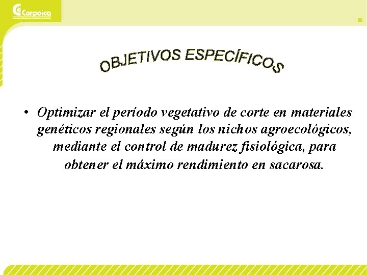  • Optimizar el período vegetativo de corte en materiales genéticos regionales según los