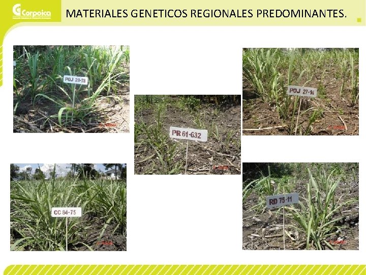 MATERIALES GENETICOS REGIONALES PREDOMINANTES. 