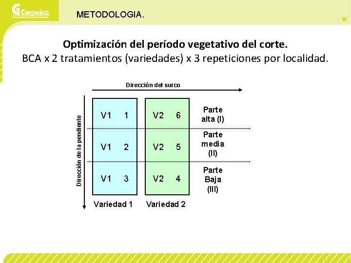 METODOLOGIA. Optimización del período vegetativo del corte. BCA x 2 tratamientos (variedades) x 3