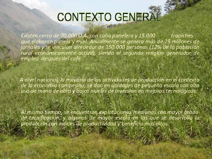 Existen cerca de 70. 000 U. A. con caña panelera y 15. 000 trapiches