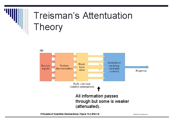 Treisman’s Attentuation Theory All information passes through but some is weaker (attenuated). 