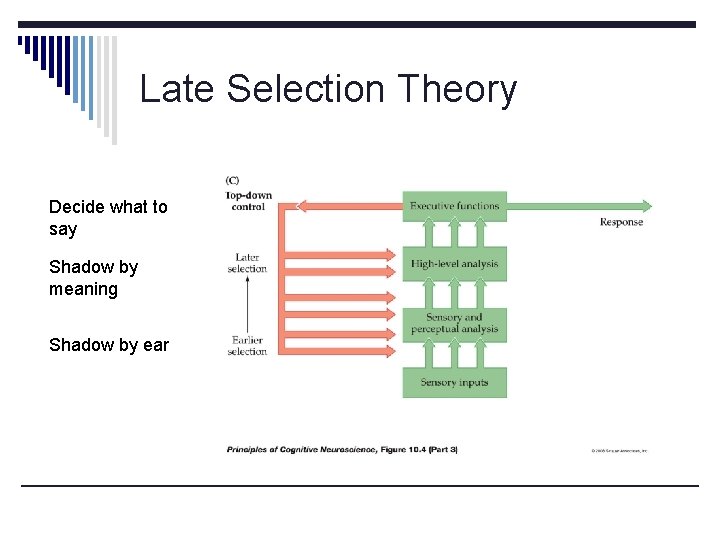 Late Selection Theory Decide what to say Shadow by meaning Shadow by ear 