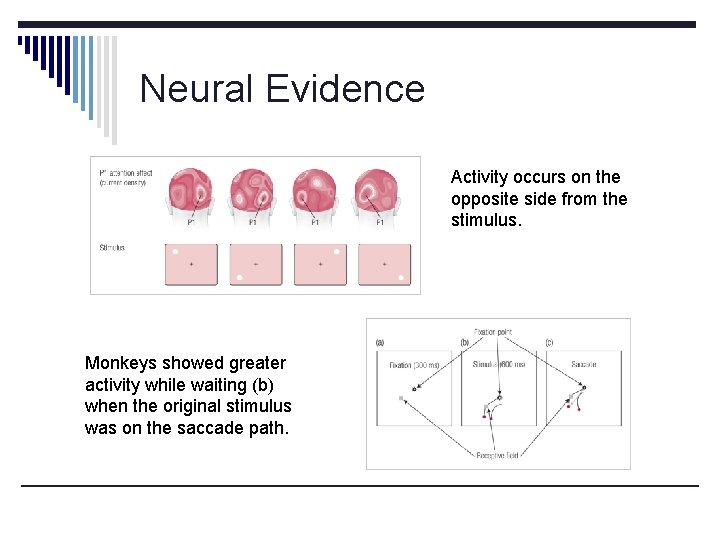 Neural Evidence Activity occurs on the opposite side from the stimulus. Monkeys showed greater