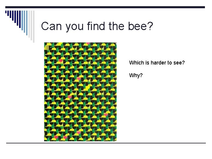 Can you find the bee? Which is harder to see? Why? 