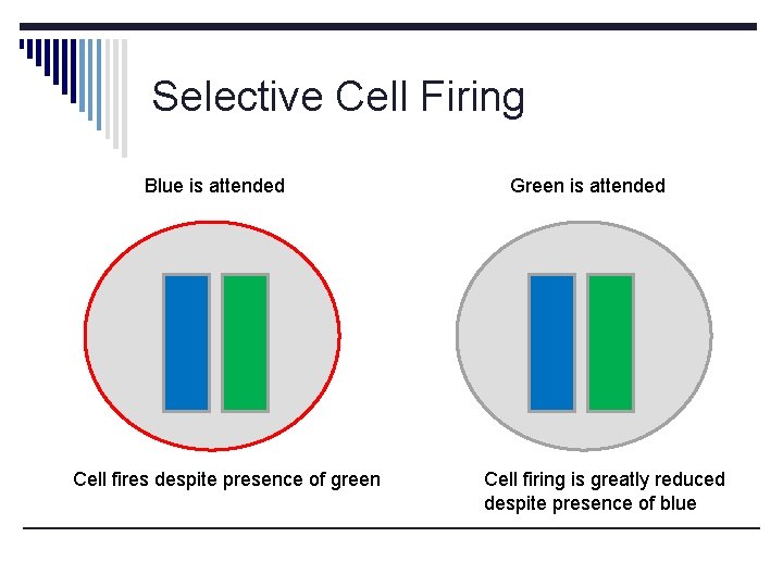 Selective Cell Firing Blue is attended Cell fires despite presence of green Green is