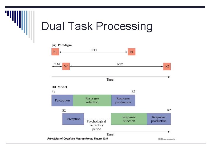 Dual Task Processing 