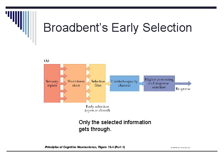 Broadbent’s Early Selection Only the selected information gets through. 