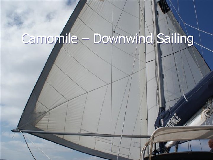 Camomile – Downwind Sailing 