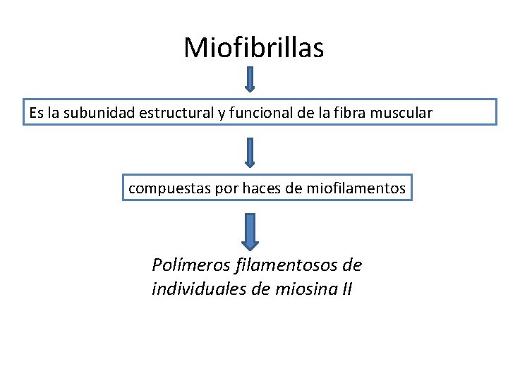 Miofibrillas Es la subunidad estructural y funcional de la fibra muscular compuestas por haces