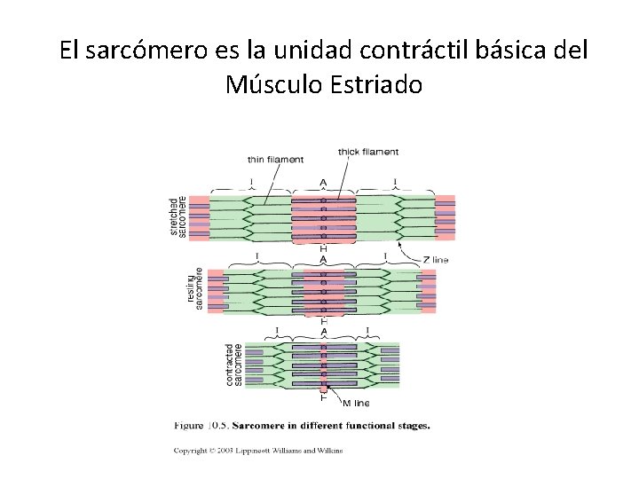 El sarcómero es la unidad contráctil básica del Músculo Estriado 