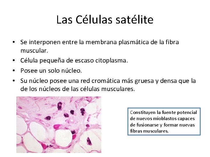 Las Células satélite • Se interponen entre la membrana plasmática de la fibra muscular.