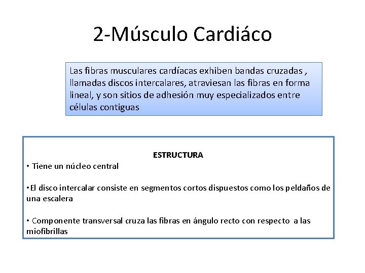 2 -Músculo Cardiáco Las fibras musculares cardíacas exhiben bandas cruzadas , llamadas discos intercalares,