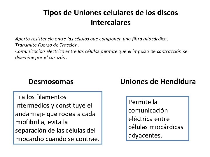 Tipos de Uniones celulares de los discos Intercalares Aporta resistencia entre las células que