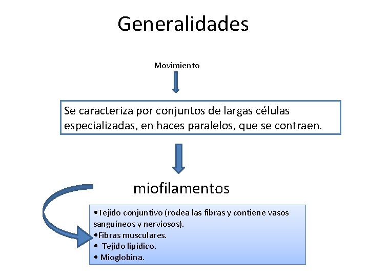 Generalidades Movimiento Se caracteriza por conjuntos de largas células especializadas, en haces paralelos, que