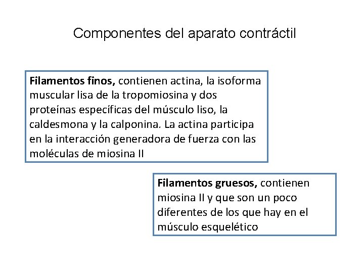 Componentes del aparato contráctil Filamentos finos, contienen actina, la isoforma muscular lisa de la