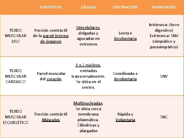 TEJIDO MUSCULAR LISO TEJIDO MUSCULAR CARDIACO TEJIDO MUSCULAR ESQUELÉTICO CONSTITUYE CÉLULAS CONTRACCIÓN INVERVACIÓN Porción