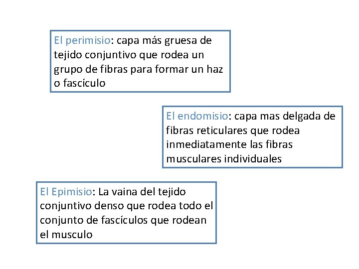 El perimisio: capa más gruesa de tejido conjuntivo que rodea un grupo de fibras