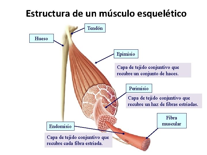 Estructura de un músculo esquelético Tendón Hueso Epimisio Capa de tejido conjuntivo que recubre