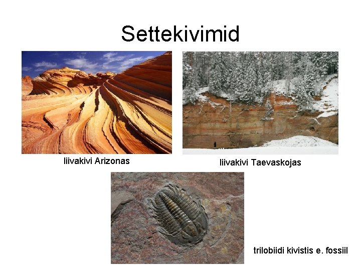 Settekivimid liivakivi Arizonas liivakivi Taevaskojas trilobiidi kivistis e. fossiil 