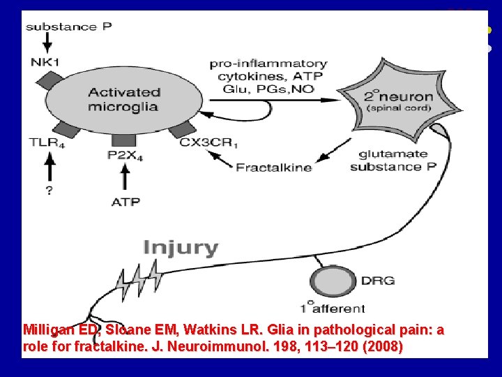 n Milligan ED, Sloane EM, Watkins LR. Glia in pathological pain: a role for n Milligan ED, Sloane EM, Watkins LR. Glia in pathological pain: a role for
