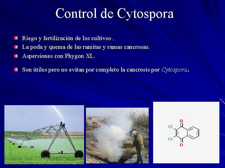 Control de Cytospora Riego y fertilización de los cultivos. La poda y quema de