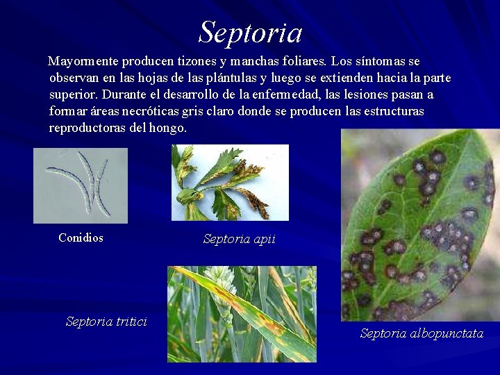 Septoria Mayormente producen tizones y manchas foliares. Los síntomas se observan en las hojas