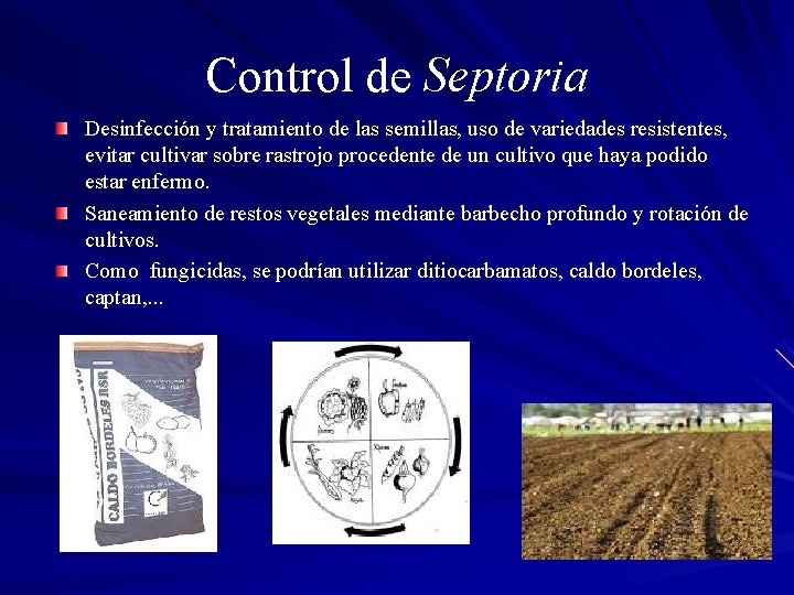 Control de Septoria Desinfección y tratamiento de las semillas, uso de variedades resistentes, evitar