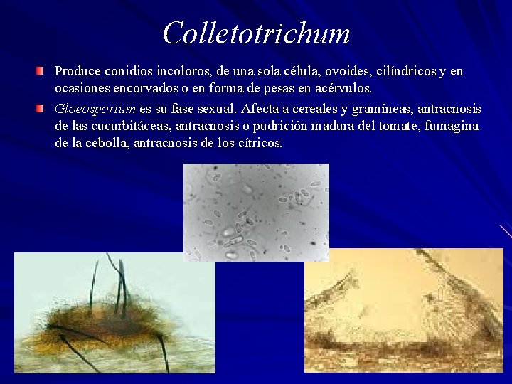 Colletotrichum Produce conidios incoloros, de una sola célula, ovoides, cilíndricos y en ocasiones encorvados