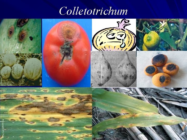 Colletotrichum Curbitáceas Aparecen sobre las hojas como pequeñas zonas amarillentas y húmedas, se ennegrecen