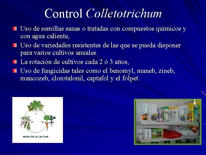 Control Colletotrichum Uso de semillas sanas o tratadas con compuestos químicos y con agua