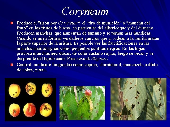 Coryneum Produce el "tizón por Coryneum", el "tiro de munición" o "mancha del fruto"