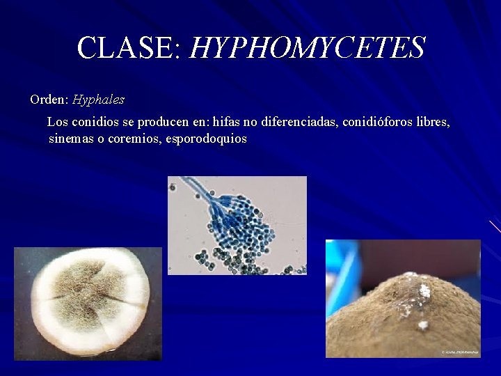 CLASE: HYPHOMYCETES Orden: Hyphales Los conidios se producen en: hifas no diferenciadas, conidióforos libres,