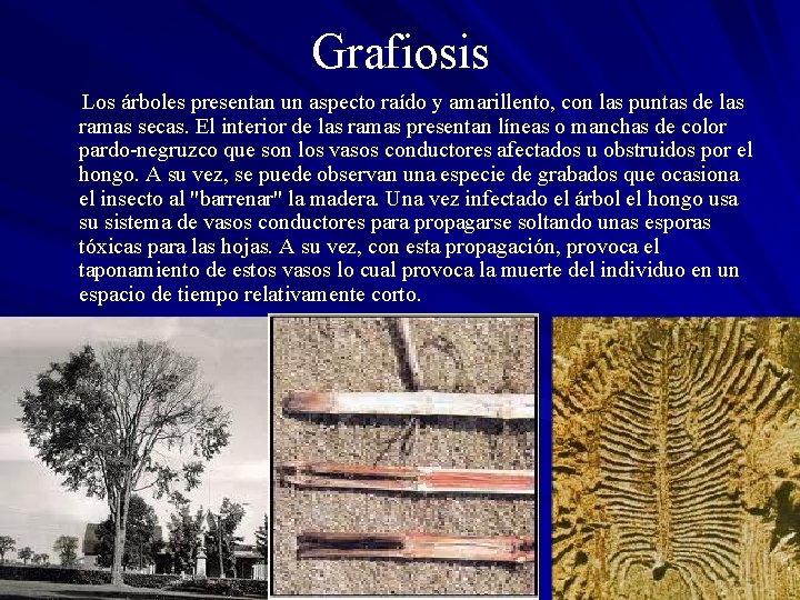 Grafiosis Los árboles presentan un aspecto raído y amarillento, con las puntas de las