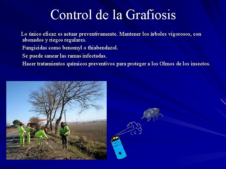 Control de la Grafiosis Lo único eficaz es actuar preventivamente. Mantener los árboles vigorosos,